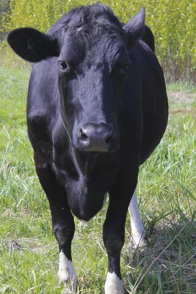 Πλήρης μετωπικός από μια μαύρη αγελάδα γαλακτοπαραγωγής — Φωτογραφία Αρχείου
