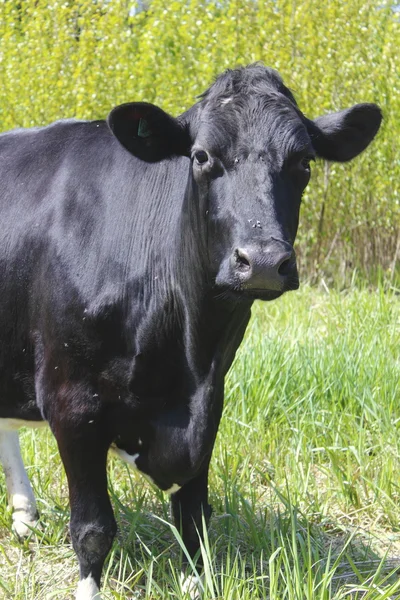Elölnézet fekete tejelő tehén — Stock Fotó