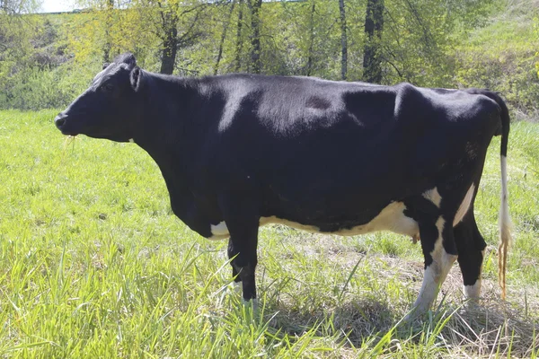 Perfil completo de Dairy Cow — Fotografia de Stock