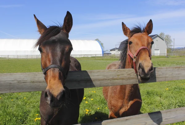 Dvě zvědavé koně — Stock fotografie