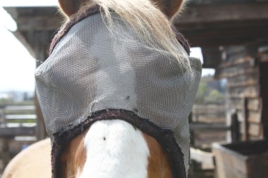 Close Up of Horse with Bug Mask clipart