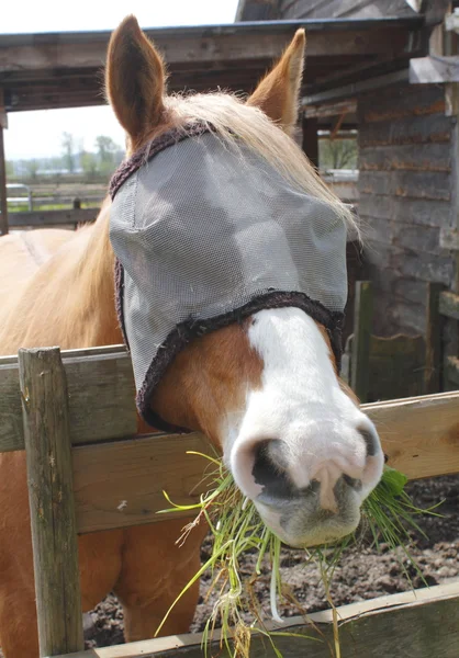Horse with Bug Mask — Stock Photo, Image