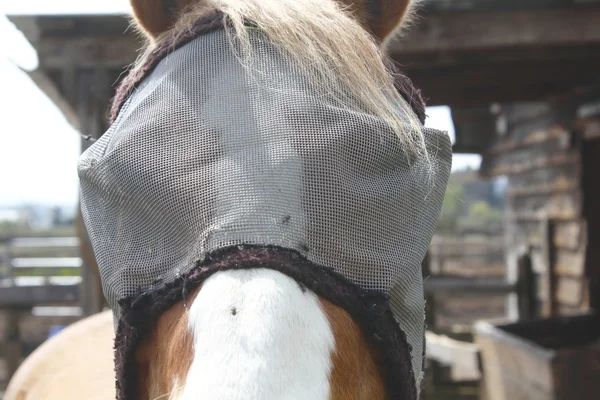Nahaufnahme von Pferd mit Käfermaske — Stockfoto