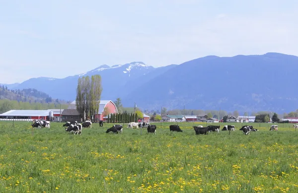 Великі молочні ферми — стокове фото
