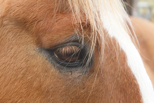 Närbild på hästens öga — Stockfoto