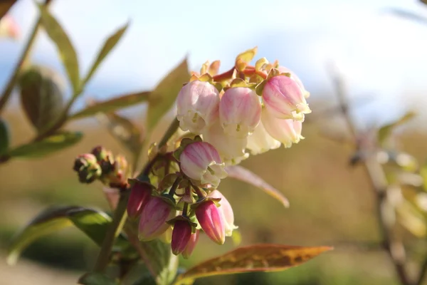 ブルーベリーの花 — ストック写真