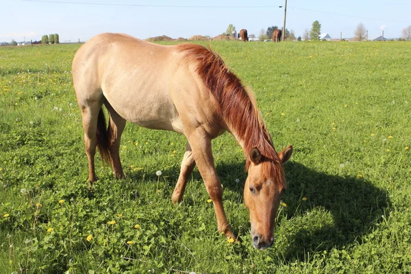 Cavallo al pascolo nel prato — Foto Stock