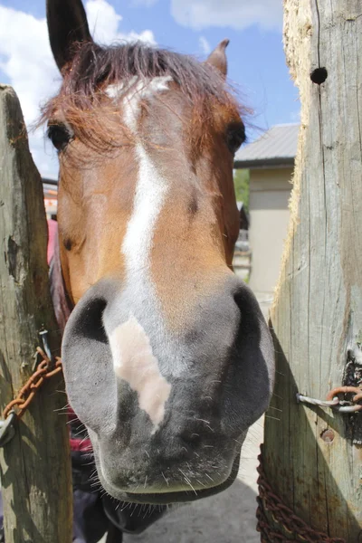 Uzavřít na hlavu s koněm — Stock fotografie