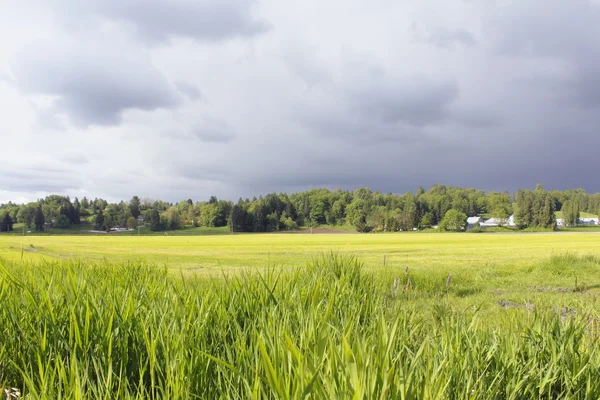 stock image Storm Clouds and Yellow Field