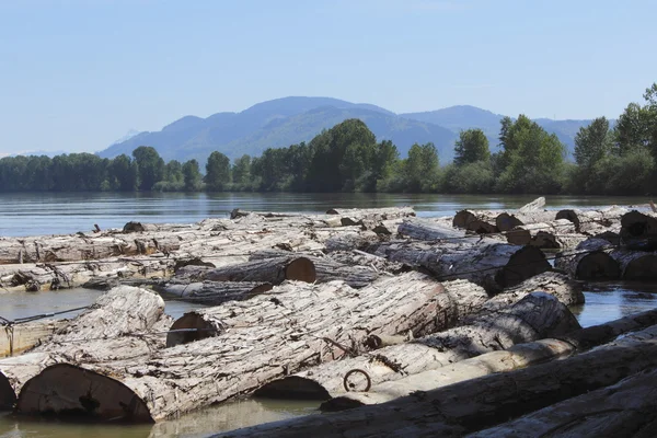 Logs de cedro no rio — Fotografia de Stock