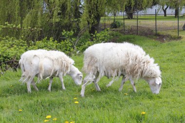 Two Shedding Sheep clipart