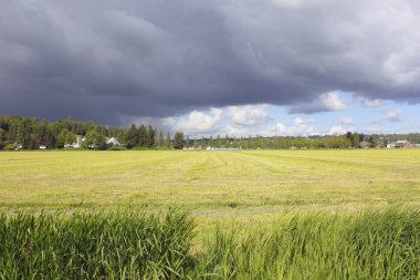 Storm Clouds Roll Across a Yellow Field clipart