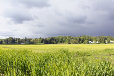 Storm Clouds Over Yellow Field clipart