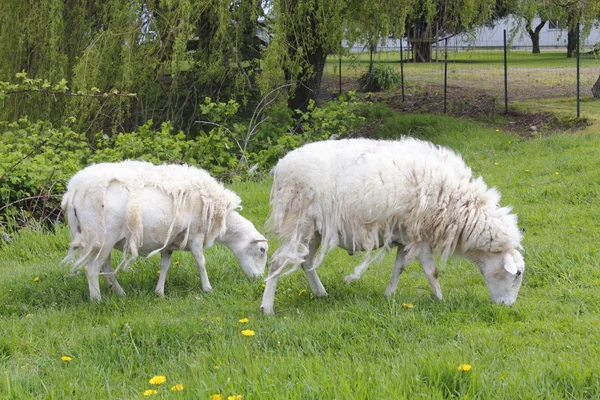 Due pecore spargimento — Foto Stock