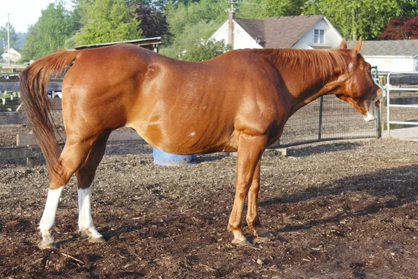 Un cavallo sbadigliante — Foto Stock