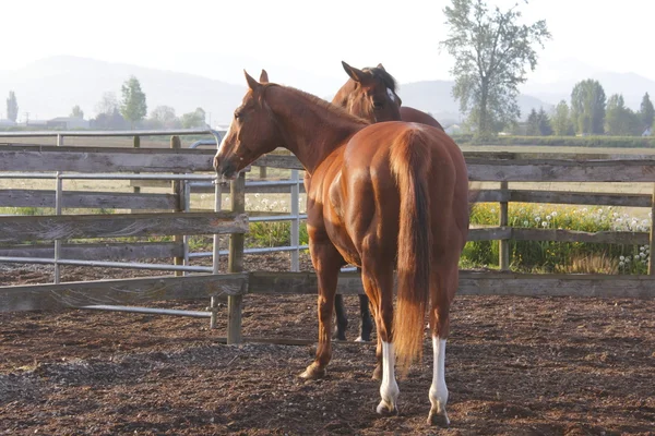 Un cavallo muscolare — Foto Stock