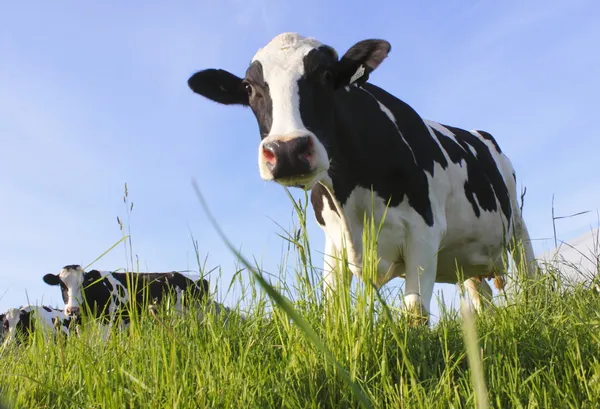 Μια αγελάδα γαλακτοπαραγωγής στο βοσκότοπο — Φωτογραφία Αρχείου