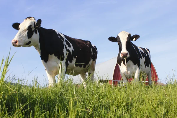 Δύο αγελάδες γαλακτοπαραγωγής σε ένα λιβάδι — Φωτογραφία Αρχείου