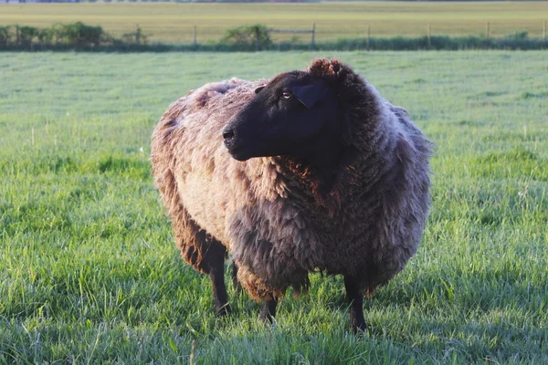 Una oveja lanuda en el pasto — Foto de Stock