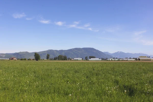 Grassland in the Fraser Valley Royalty Free Stock Images