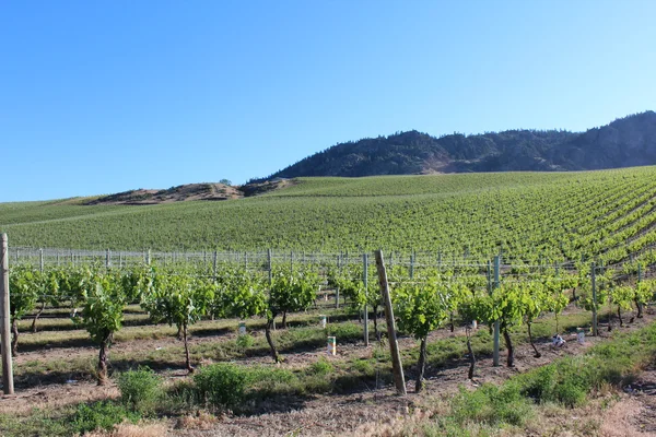 Hektar Weinreben im Frühling — Stockfoto