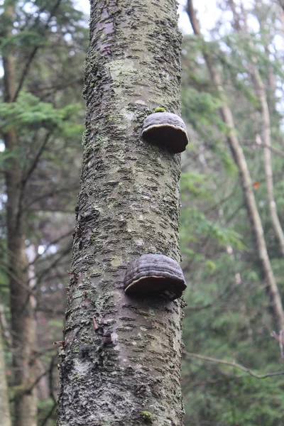Champignons des arbres — Photo