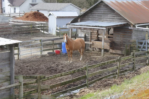 在畜栏中的马 — 图库照片