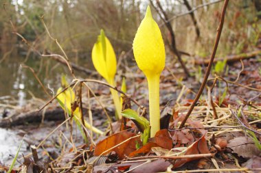 Yellow Skunk Cabbage clipart