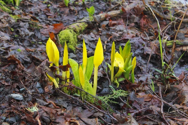 Early Skunk Cabbage — Stock Photo, Image