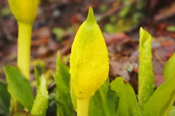 Yellow Cabbage — Stock Photo, Image