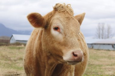 A Canadian Dairy Cow clipart