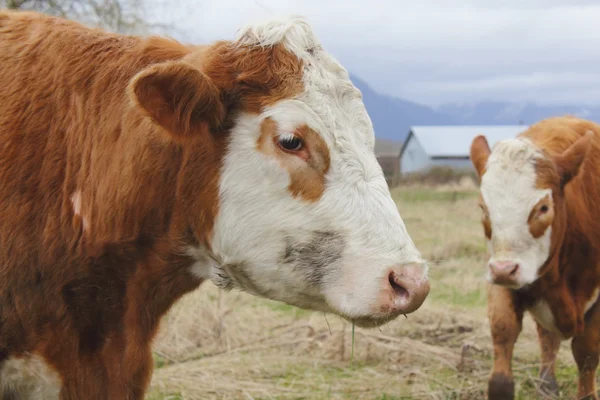Perfil de una vaca lechera — Foto de Stock