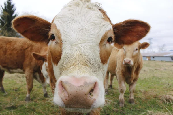 Close-up of a Canadian Dairy Cow — Stock Photo, Image