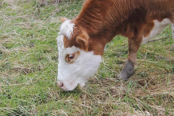 奶牛放牧 — 图库照片
