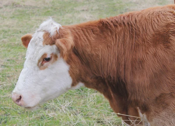 Профіль молочна корова — стокове фото