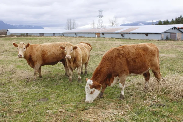 Vacas leiteiras a pastar — Fotografia de Stock