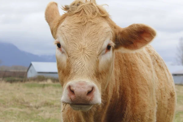 Primer plano de la vaca lechera —  Fotos de Stock