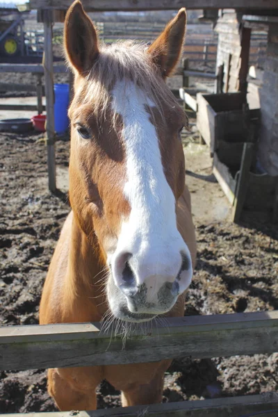 En häst i en corral — Stockfoto