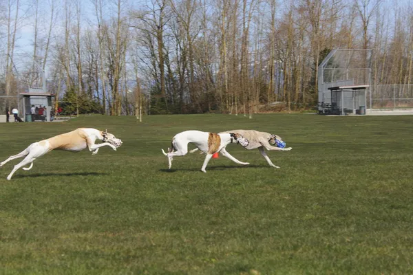 Собаки гонки и запуск — стоковое фото