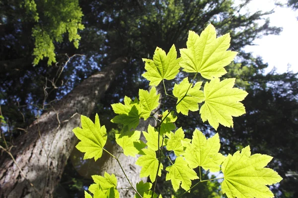 Albero delle foglie d'acero — Foto Stock