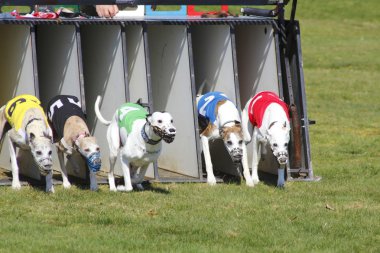 Greyhounds Racing clipart