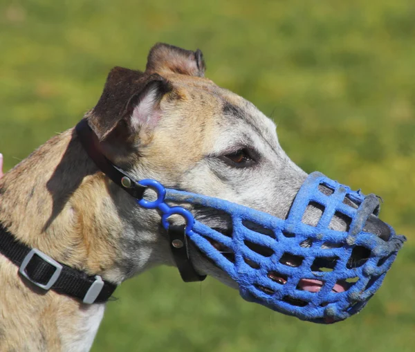 Head Shot of a Greyhound — Stock Photo, Image