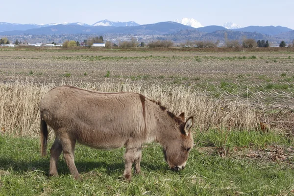Ein Esel oder ein Erdloch auf der Weide — Stockfoto