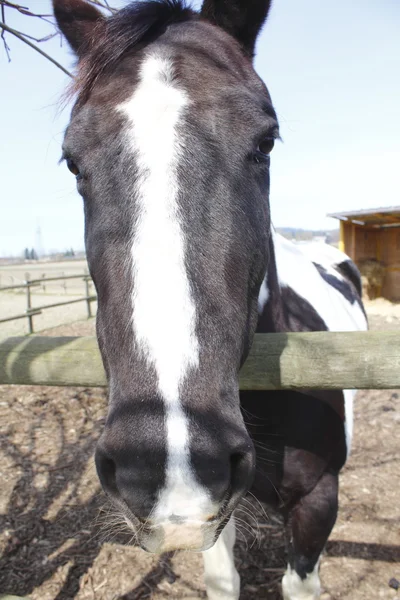 Närbild av en häst — Stockfoto