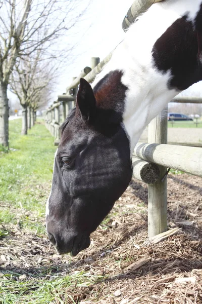 Ein Pferd auf der Weide — Stockfoto