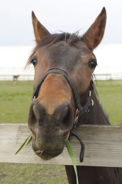 Close up van een donker paard — Stockfoto