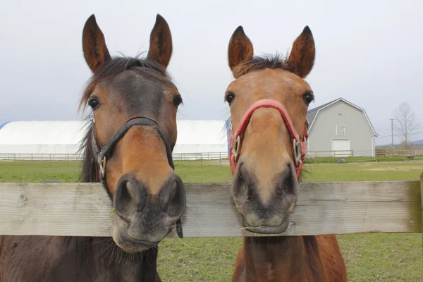 两匹马在畜栏 — 图库照片