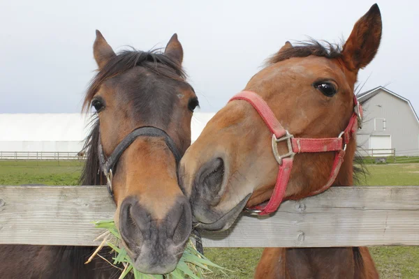 Dois cavalos Nuzzel — Fotografia de Stock