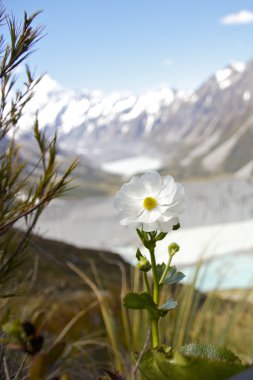 Mount Cook Lily clipart
