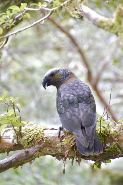 New Zealand Kaka clipart